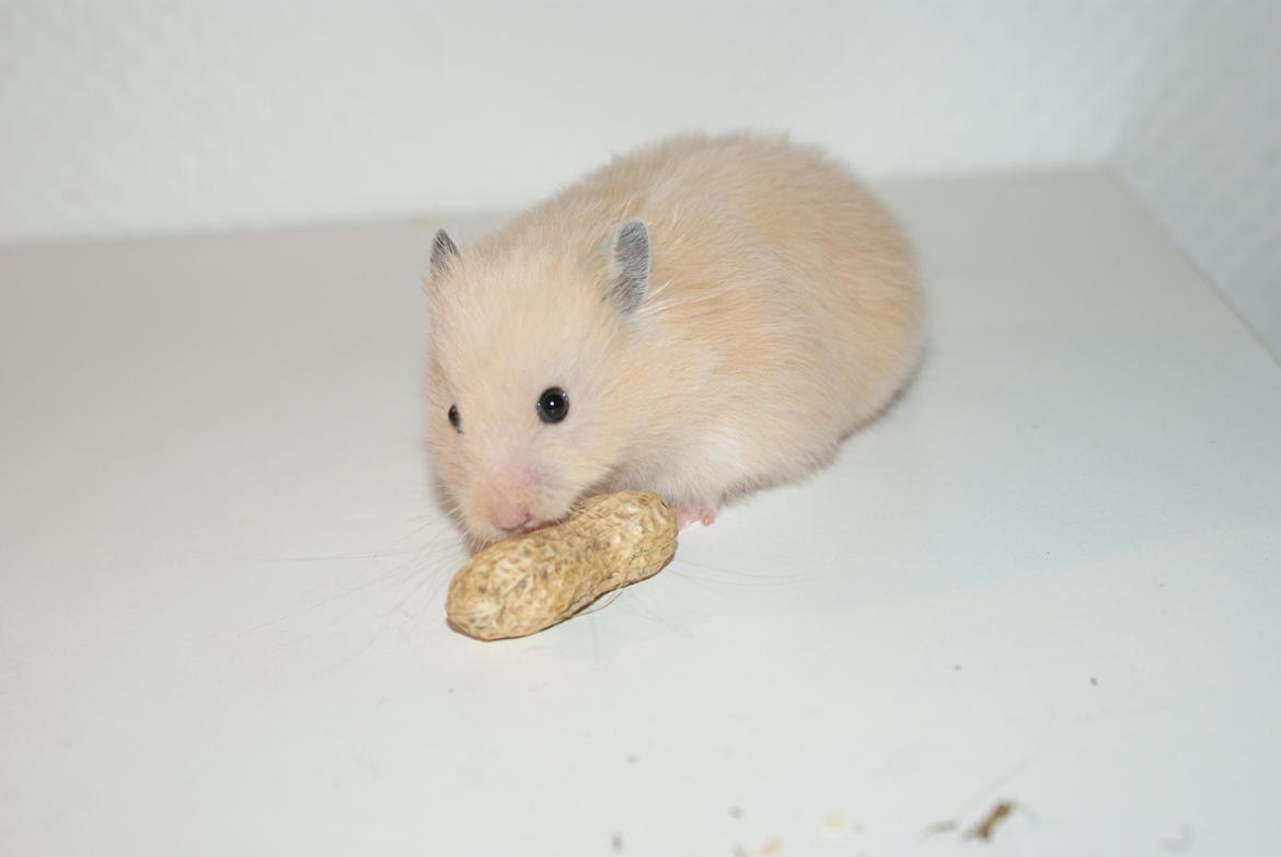 Hamster Vijii Twillight billede 15