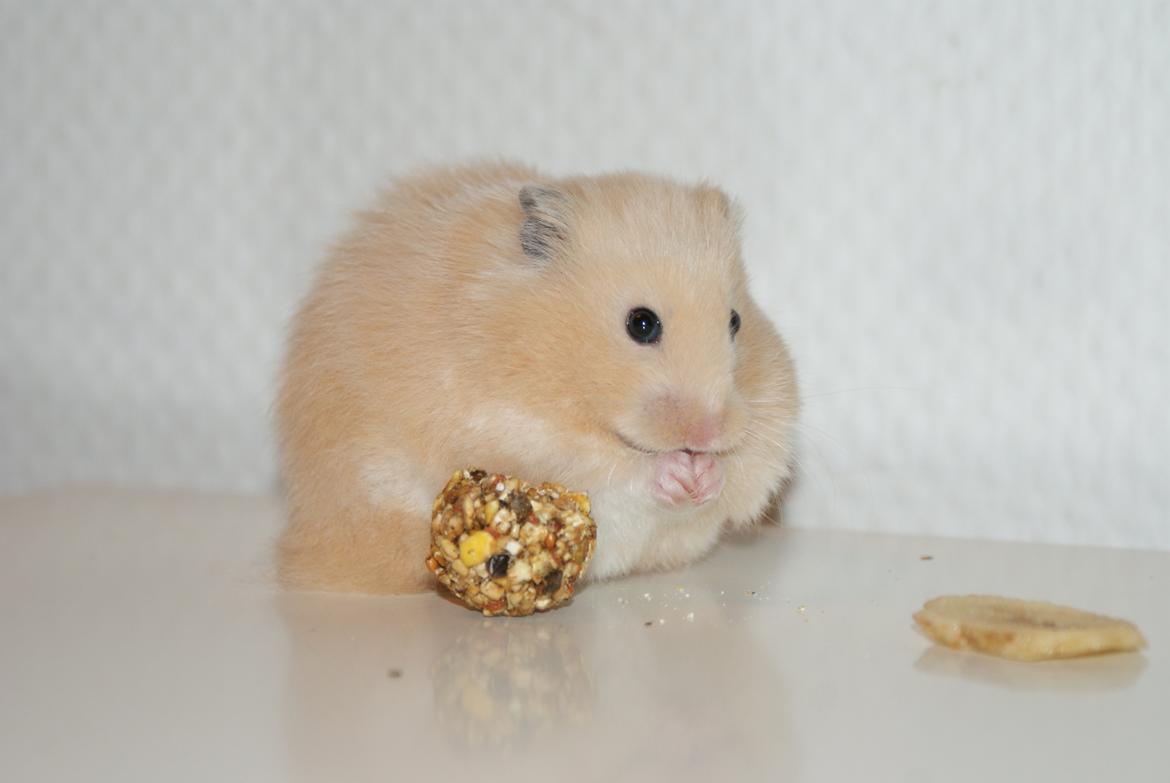 Hamster Vijii Twillight billede 16
