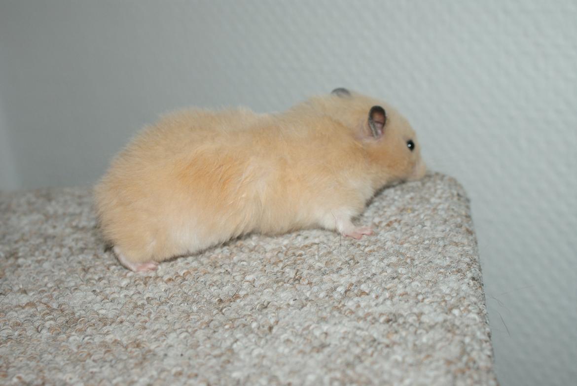 Hamster Vijii Twillight billede 17
