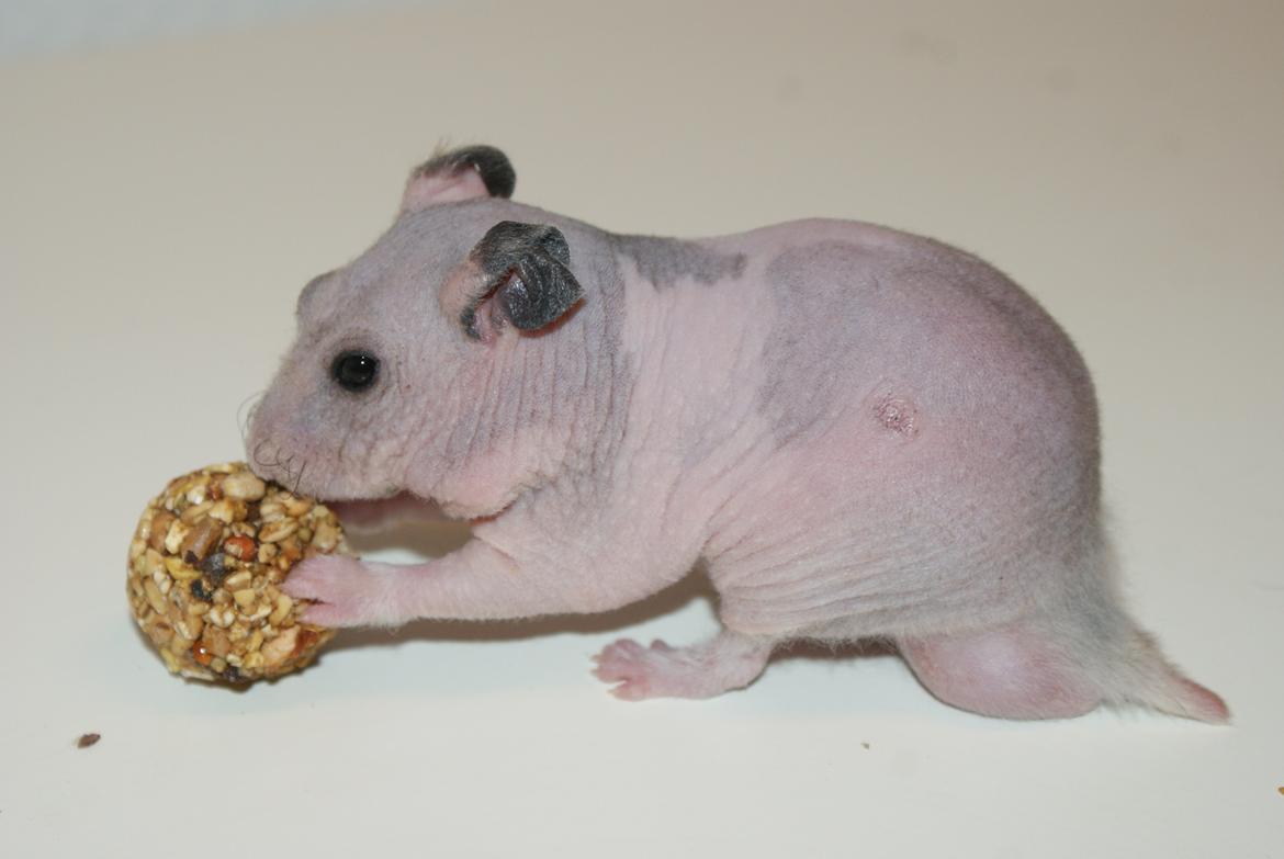 Hamster Gynter billede 1