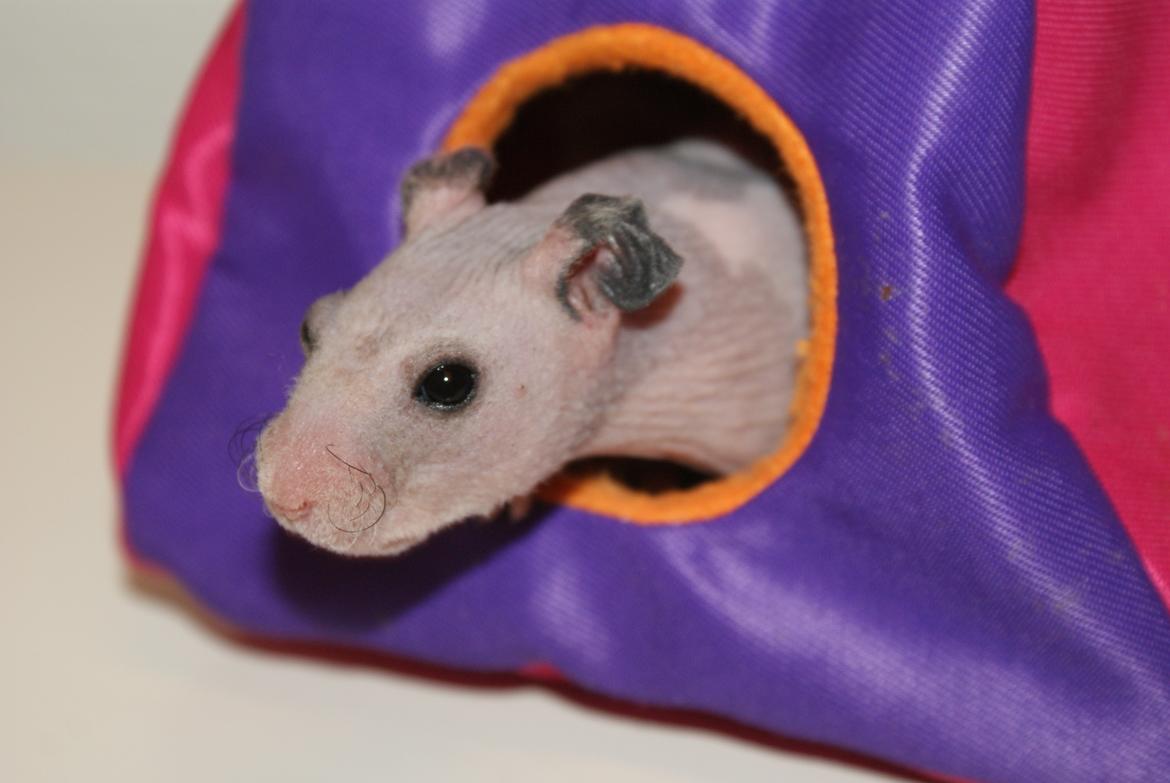 Hamster Gynter billede 2