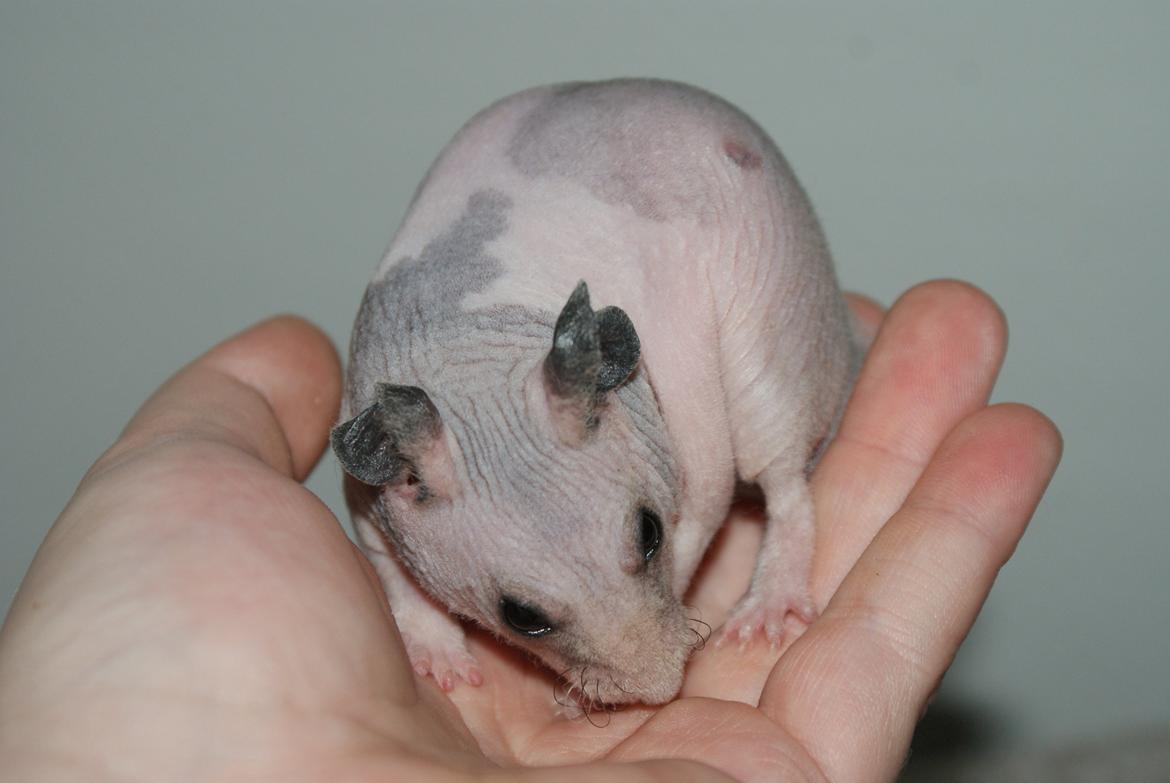 Hamster Gynter billede 3