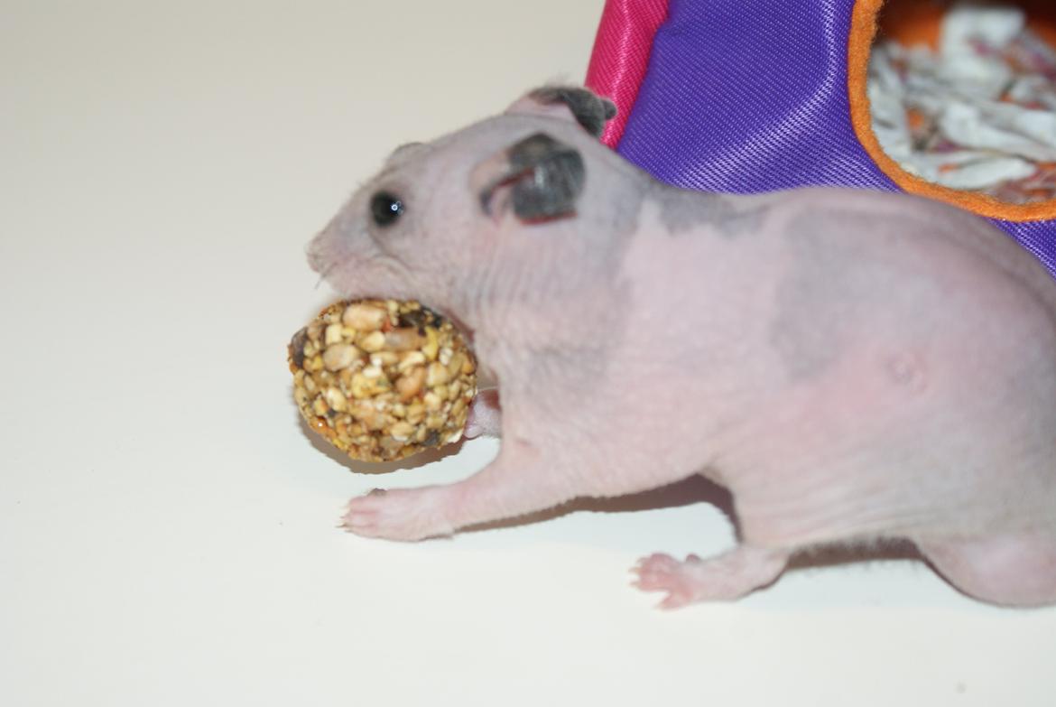 Hamster Gynter billede 4