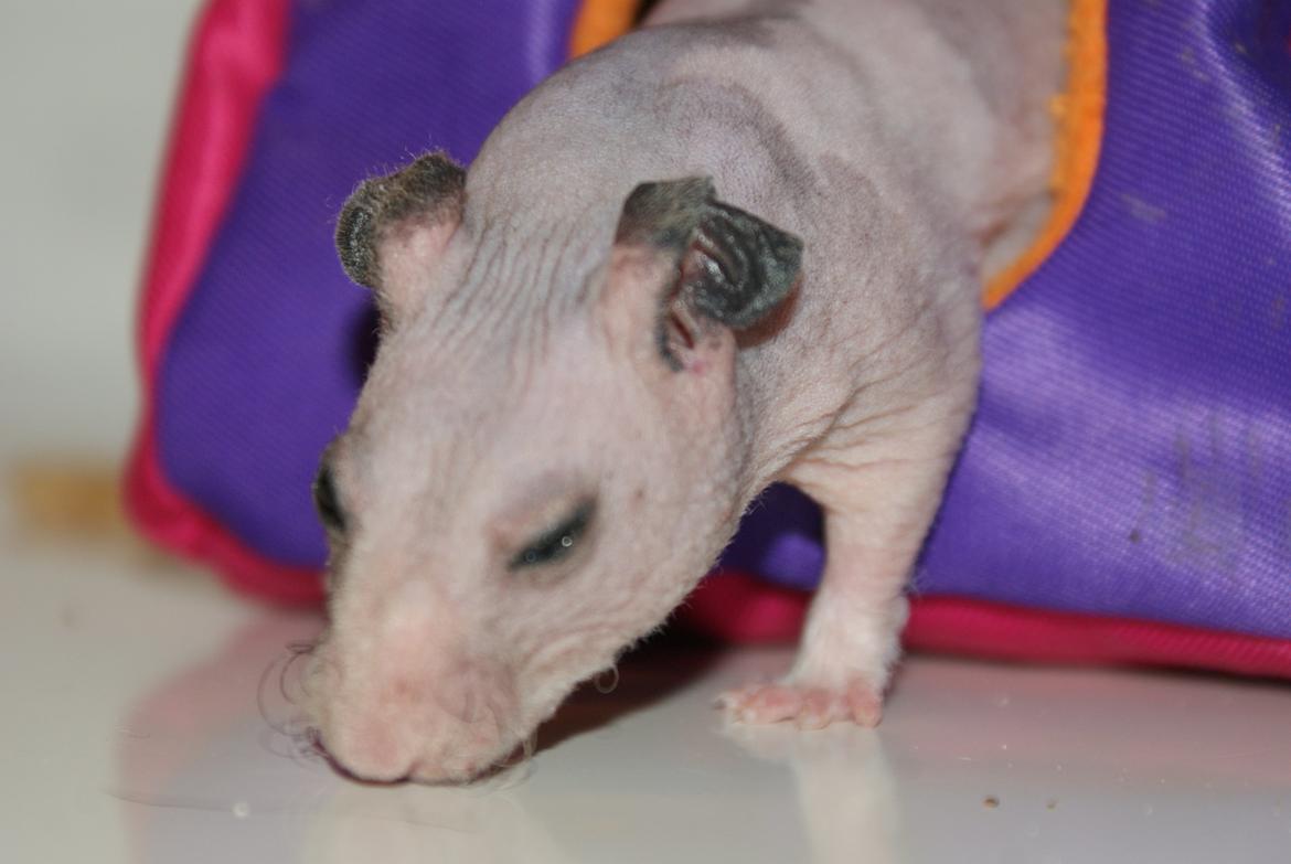 Hamster Gynter billede 6