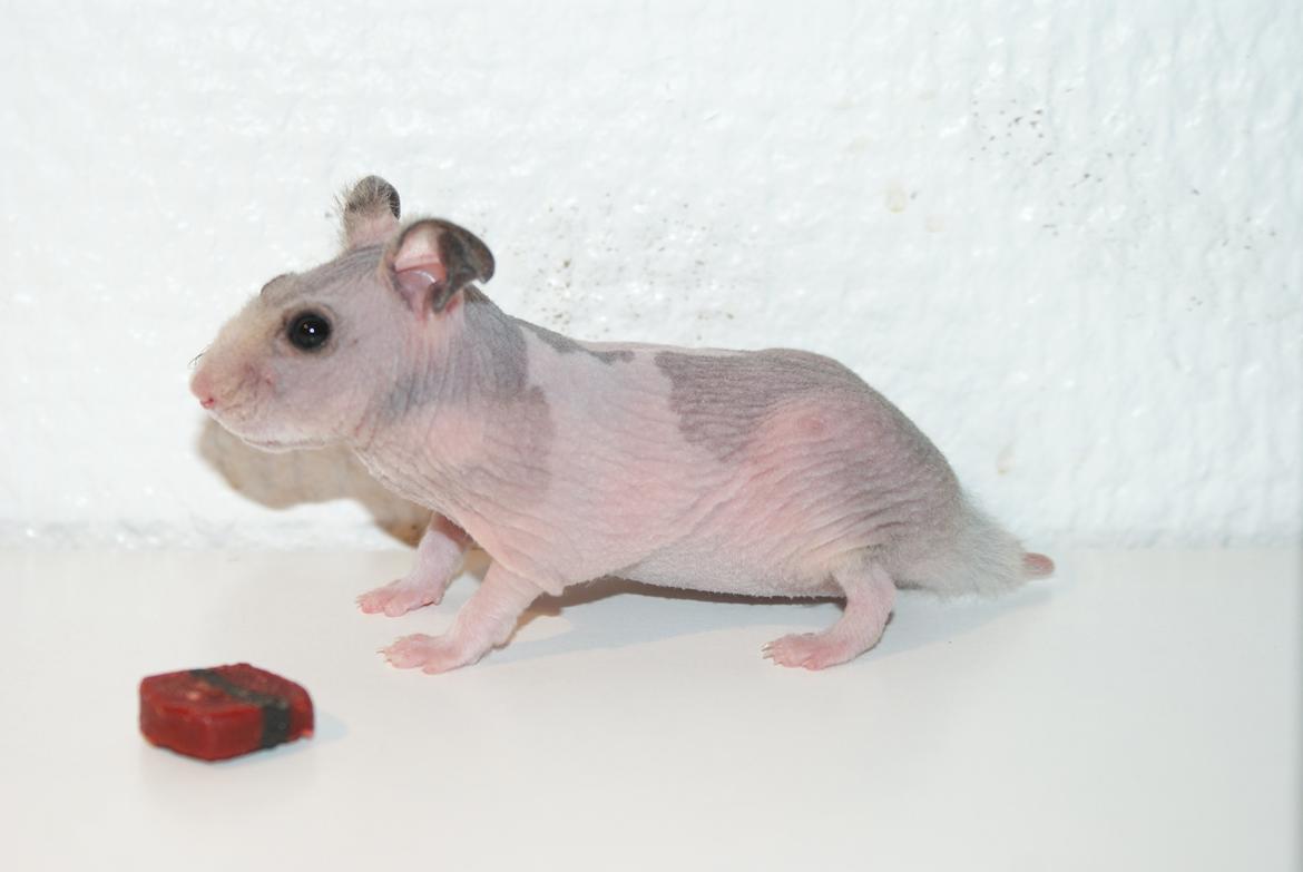 Hamster Gynter - Gynter som baby :) billede 7