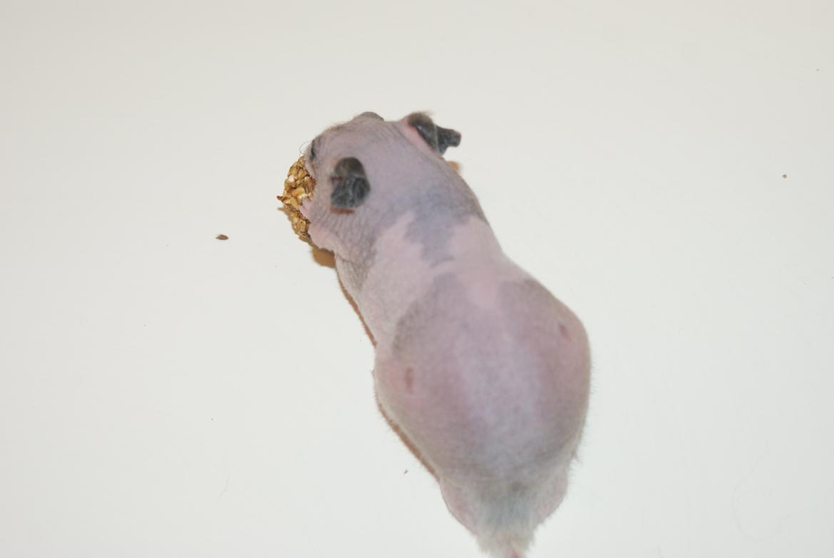Hamster Gynter billede 8