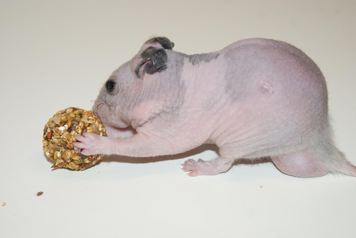 Hamster Gynter billede 9