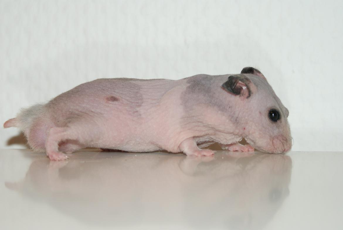 Hamster Gynter billede 10