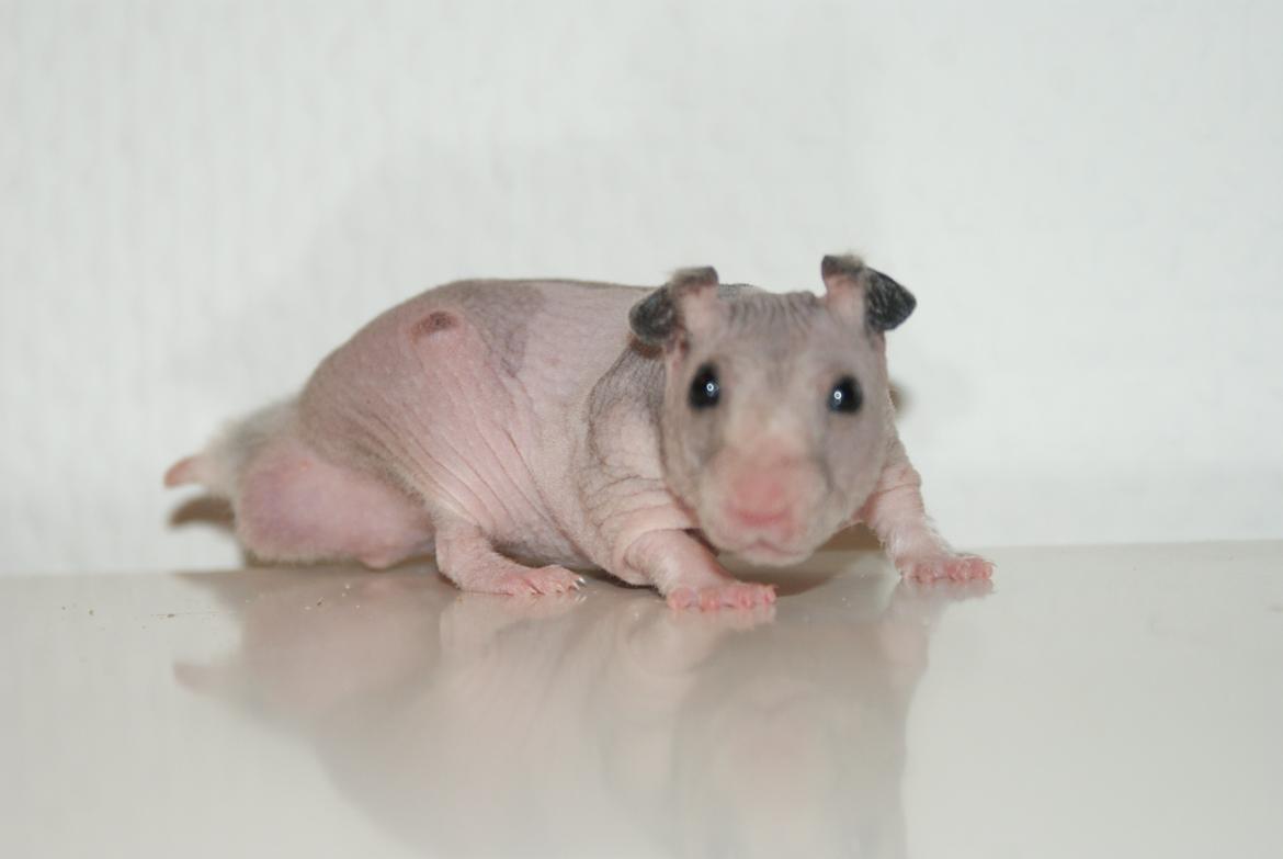 Hamster Gynter billede 11