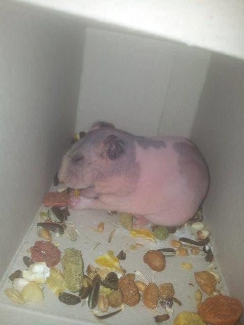 Hamster Gynter - På vej hjem fra dyehandleren :) billede 5