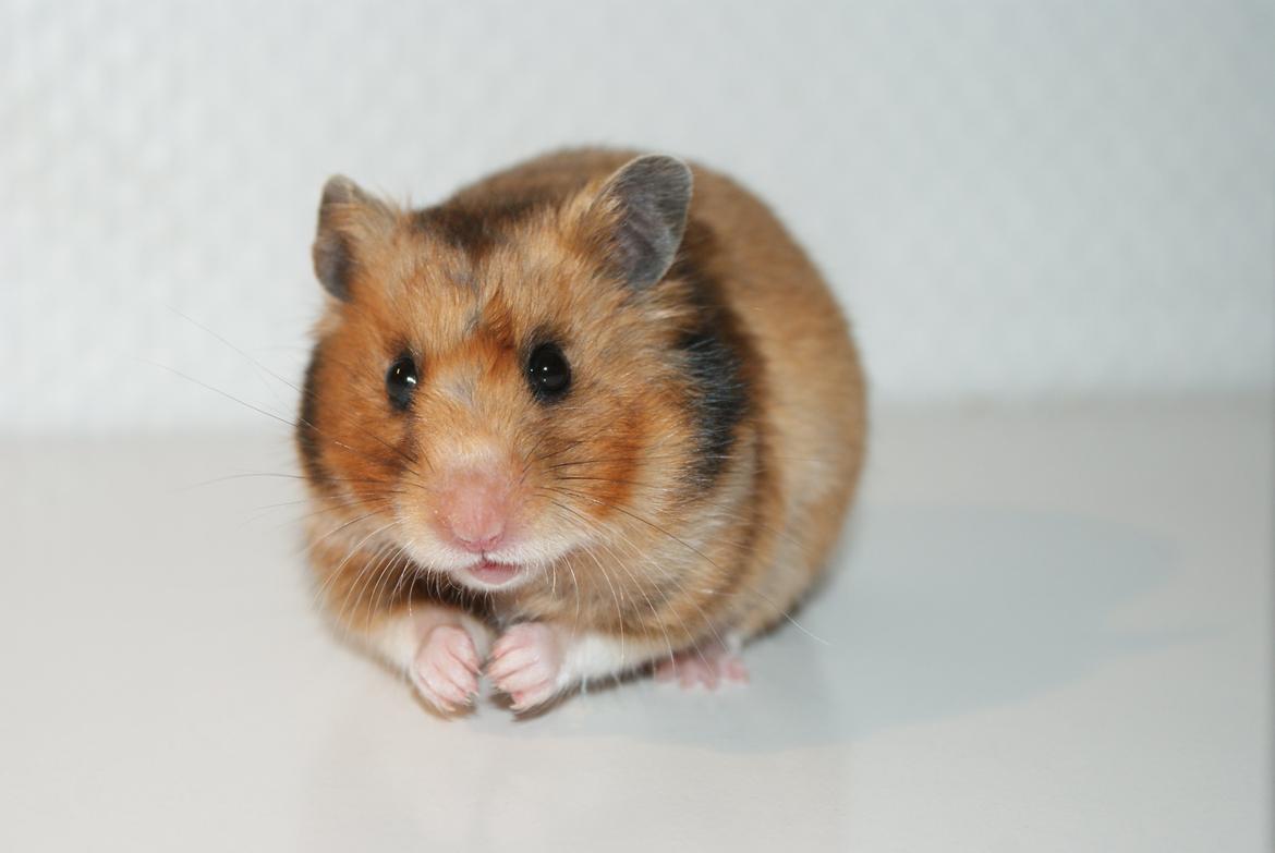 Hamster Adele billede 1