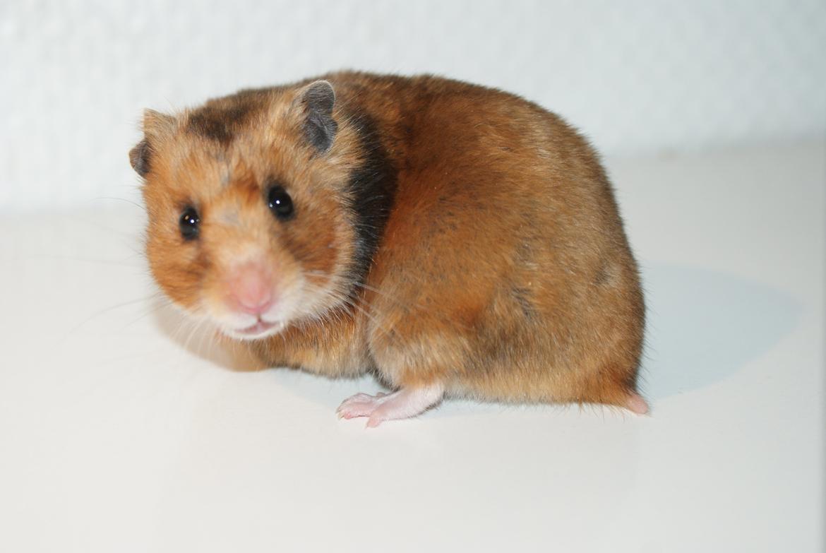 Hamster Adele billede 2