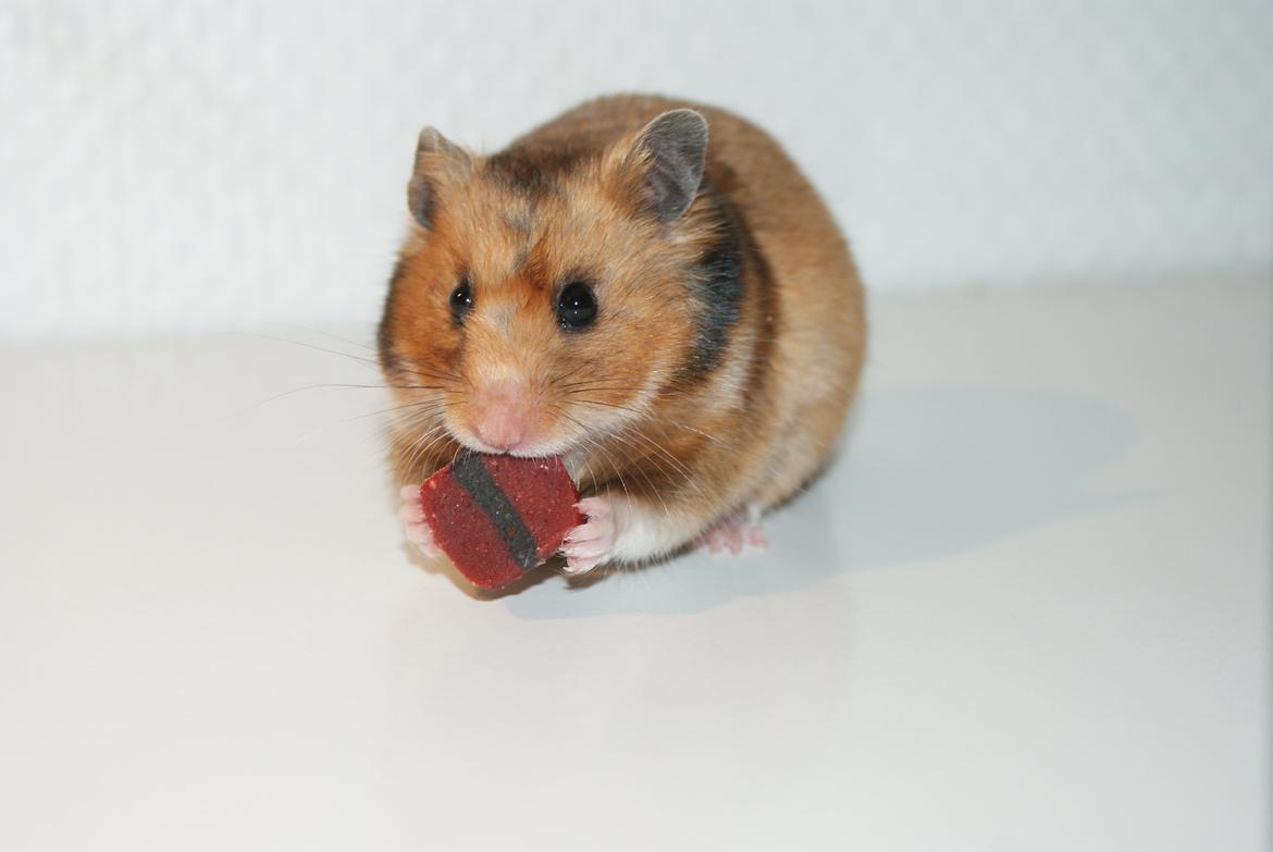 Hamster Adele billede 3