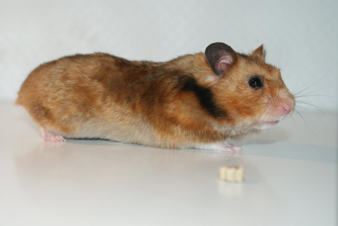 Hamster Adele billede 4