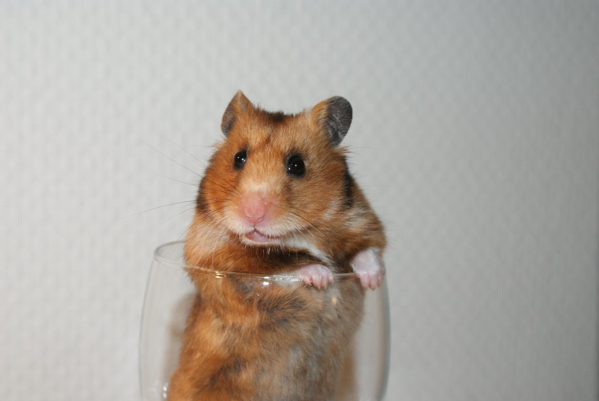 Hamster Adele billede 5
