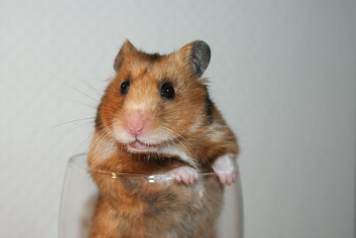 Hamster Adele billede 6
