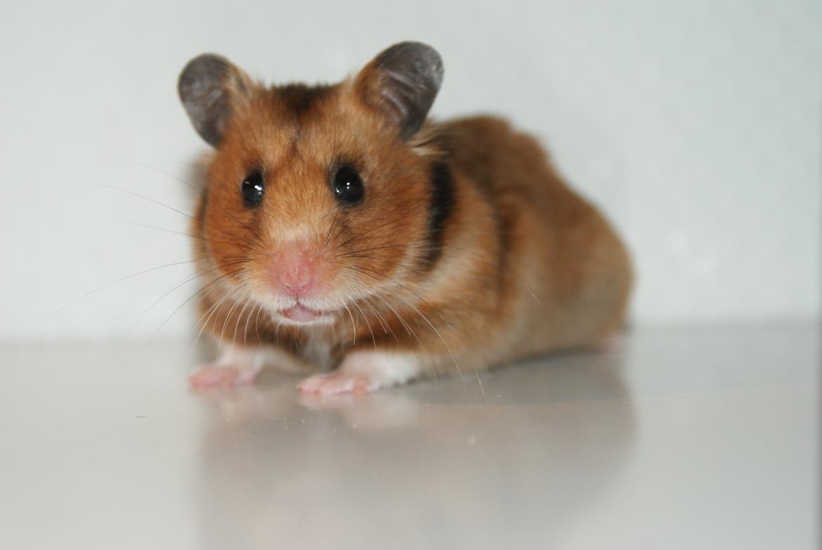 Hamster Adele billede 7