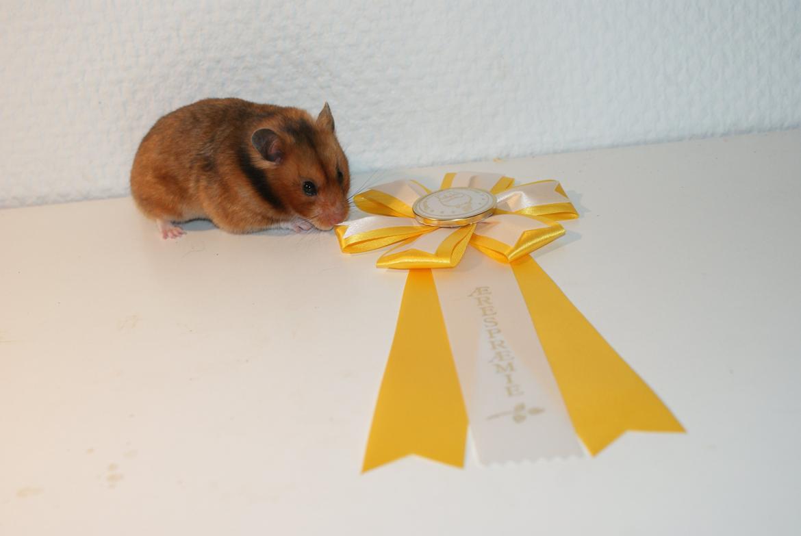 Hamster Adele billede 8