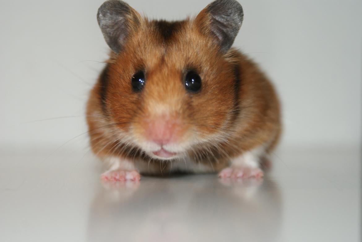 Hamster Adele billede 9