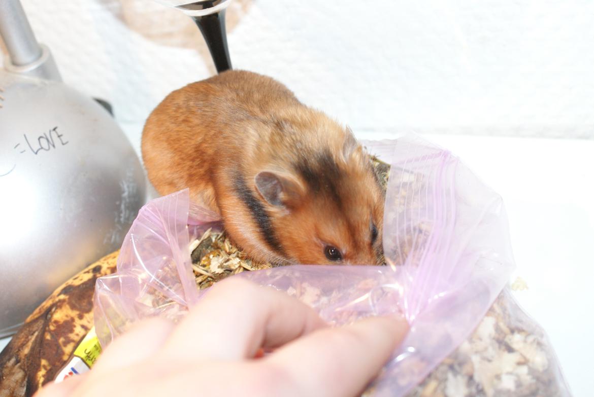 Hamster Adele billede 10