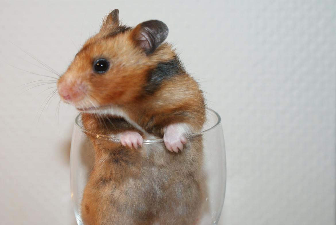 Hamster Adele billede 11