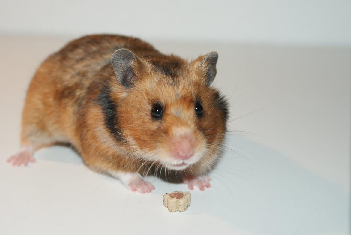 Hamster Adele billede 12