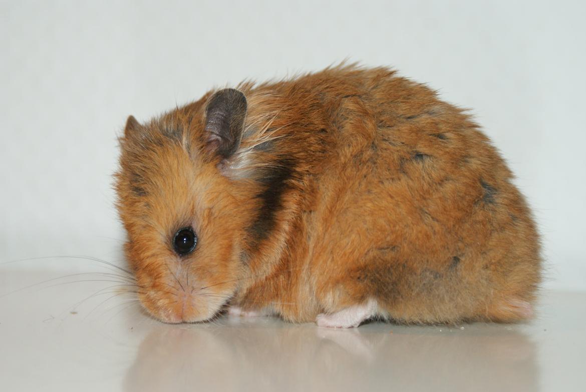 Hamster Akeela billede 1