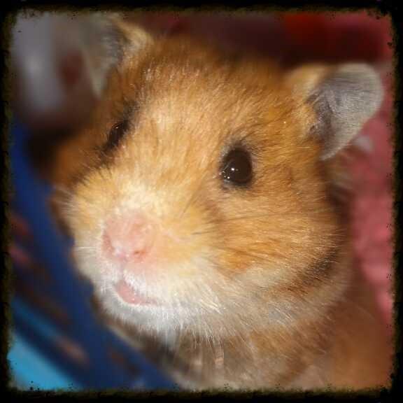 Hamster Akeela billede 2
