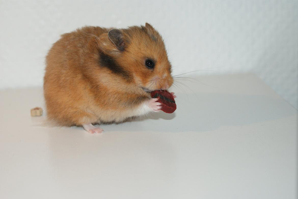 Hamster Akeela billede 3