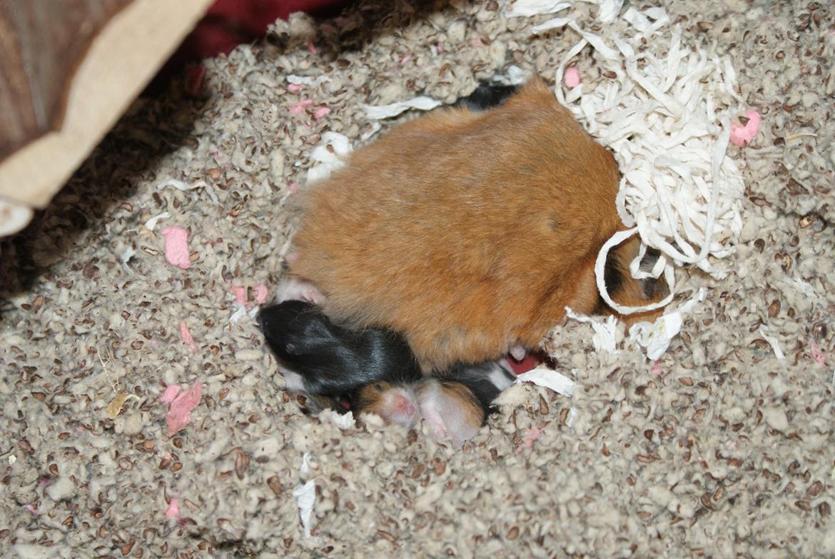 Hamster Akeela billede 5