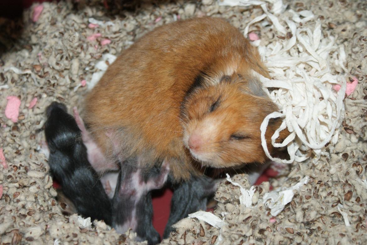 Hamster Akeela billede 6
