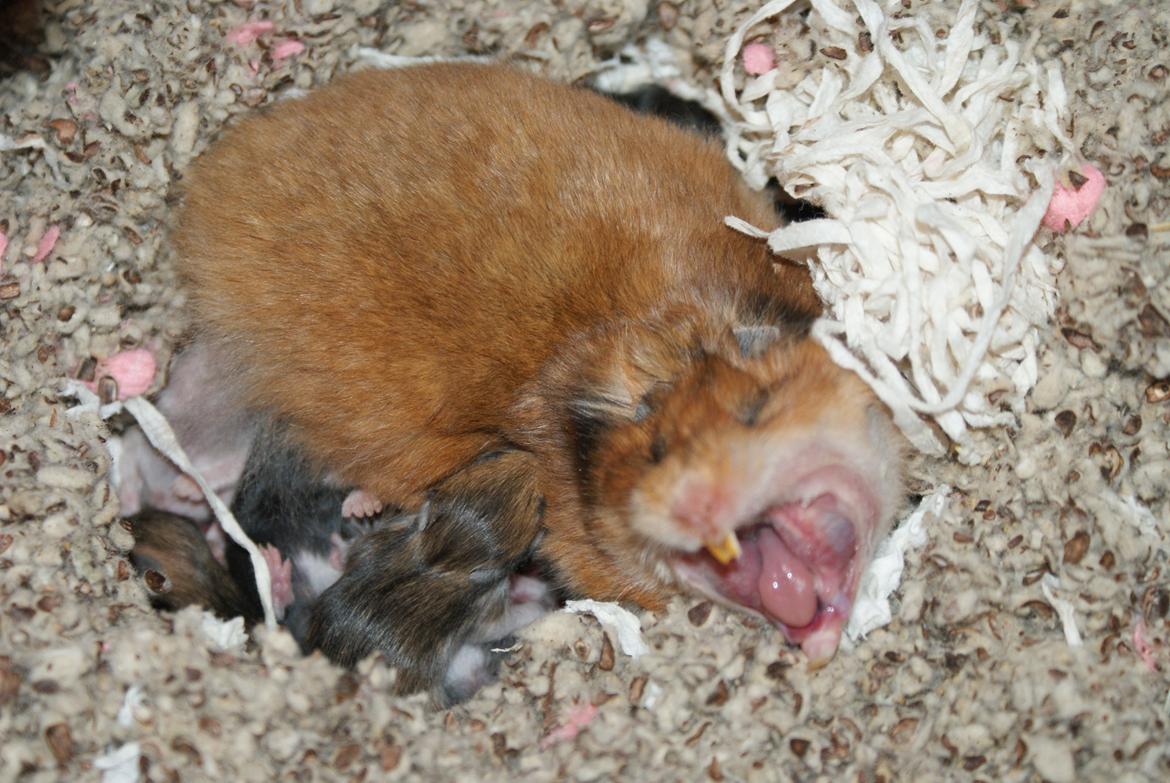 Hamster Akeela billede 7