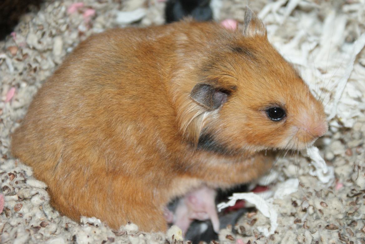 Hamster Akeela billede 8
