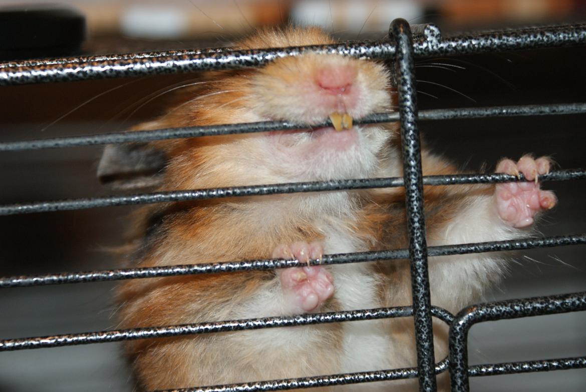 Hamster Akeela billede 9