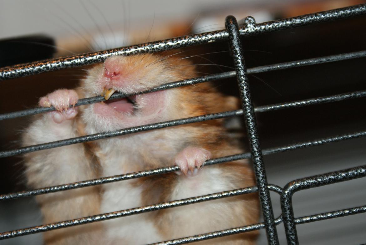 Hamster Akeela billede 10