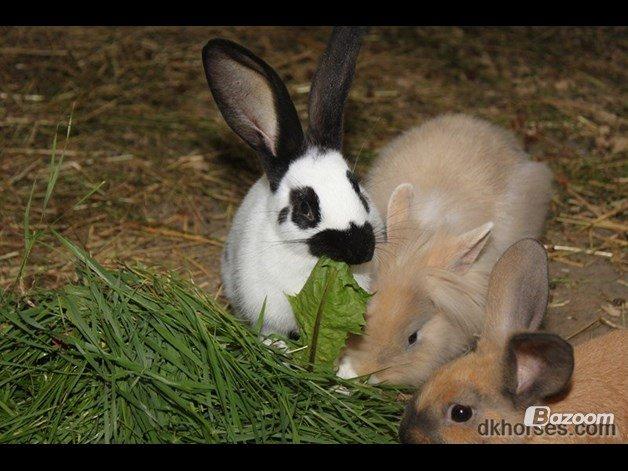 Kanin Nougat billede 3