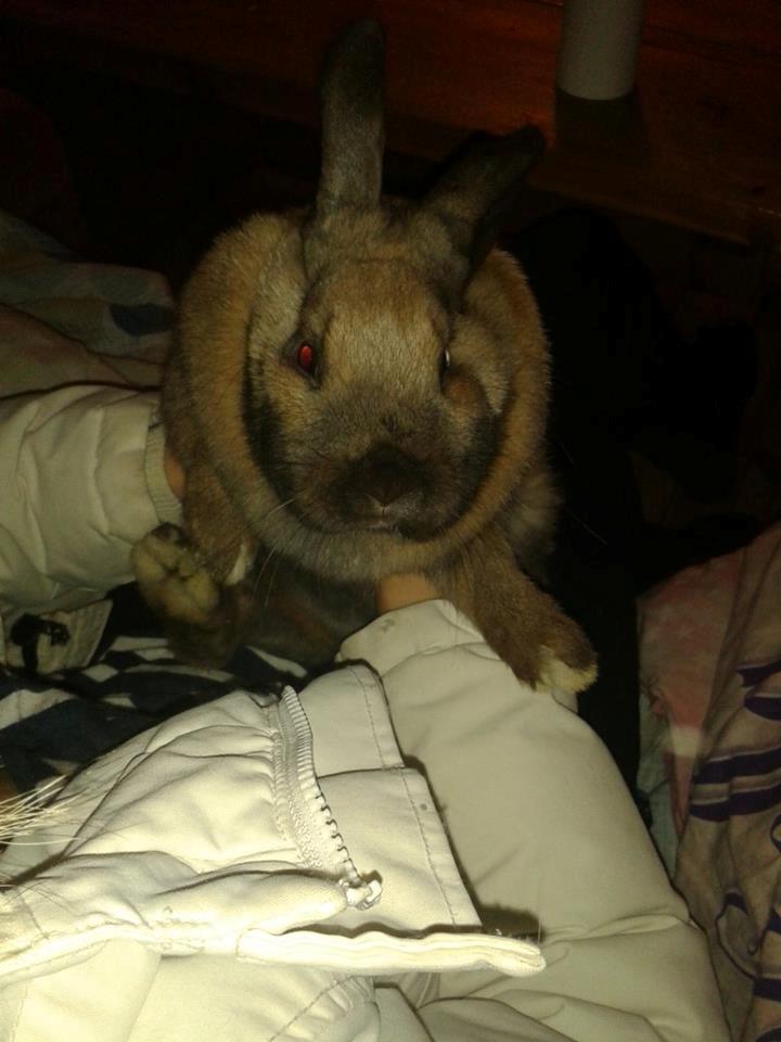 Kanin Nougat billede 5