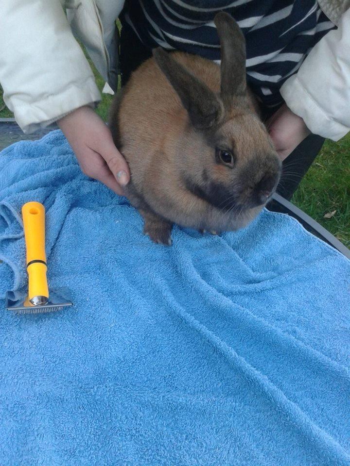 Kanin Nougat billede 2