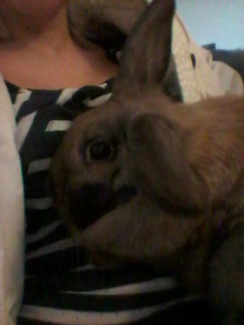 Kanin Nougat billede 6