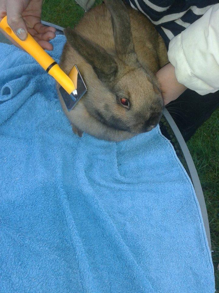 Kanin Nougat billede 7