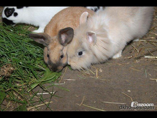 Kanin Nougat billede 4