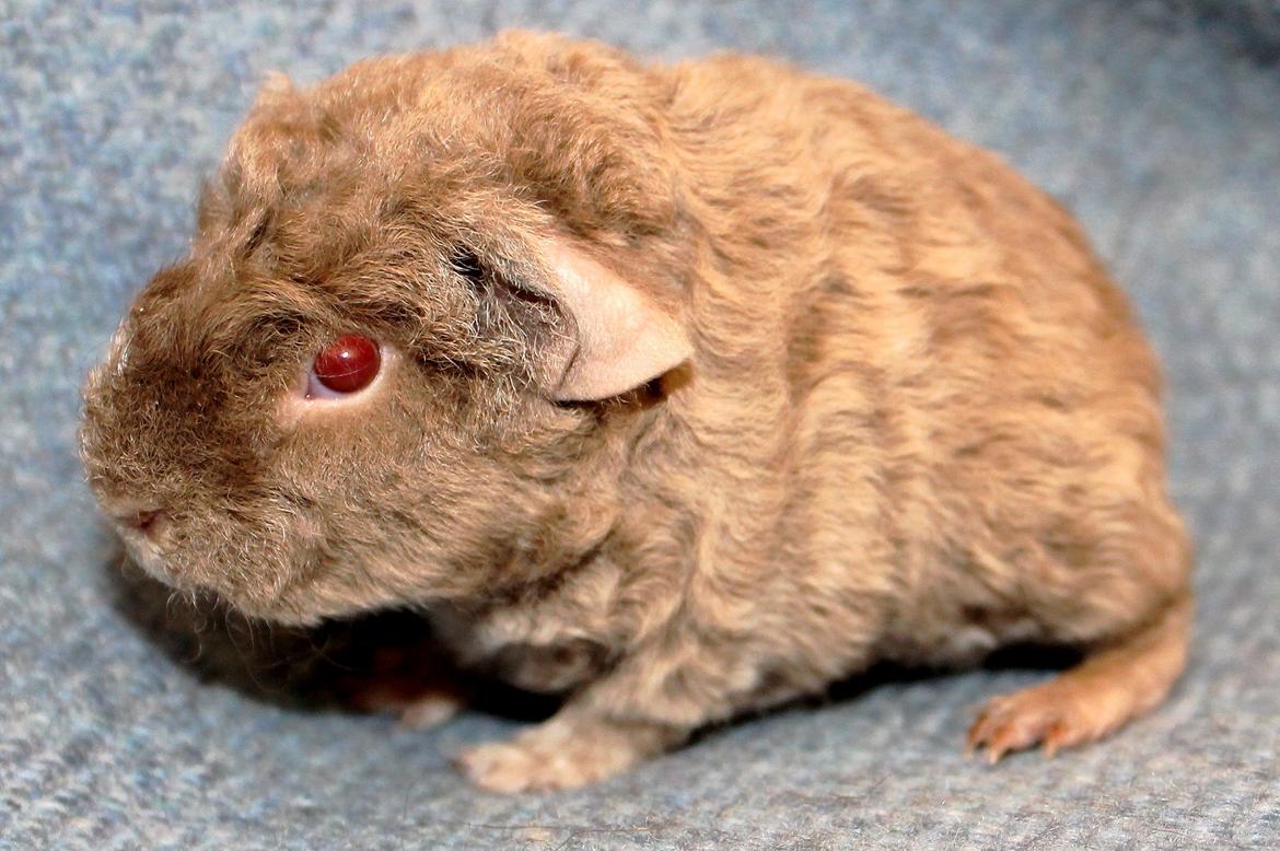 Marsvin Koreskas ÅGERKARL billede 6