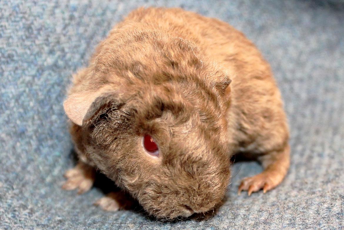 Marsvin Koreskas ÅGERKARL billede 2