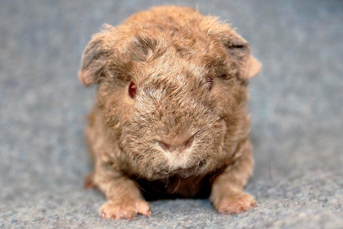 Marsvin Koreskas ÅGERKARL billede 5