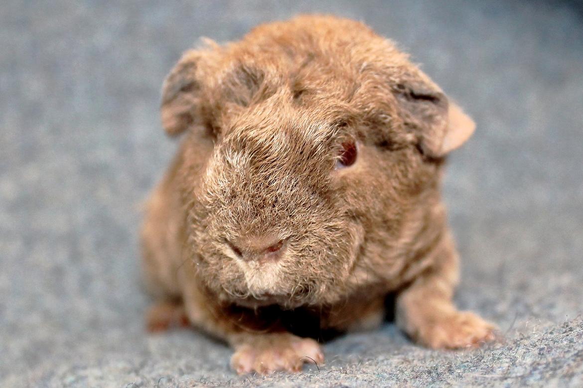 Marsvin Koreskas ÅGERKARL billede 4