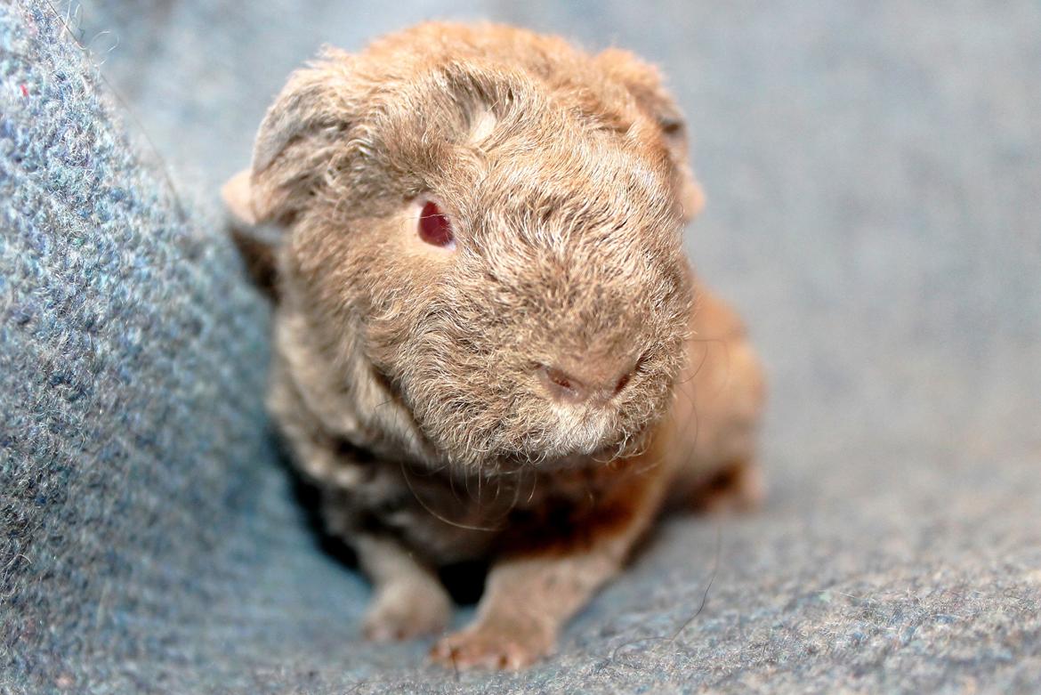 Marsvin Koreskas ÅGERKARL billede 3