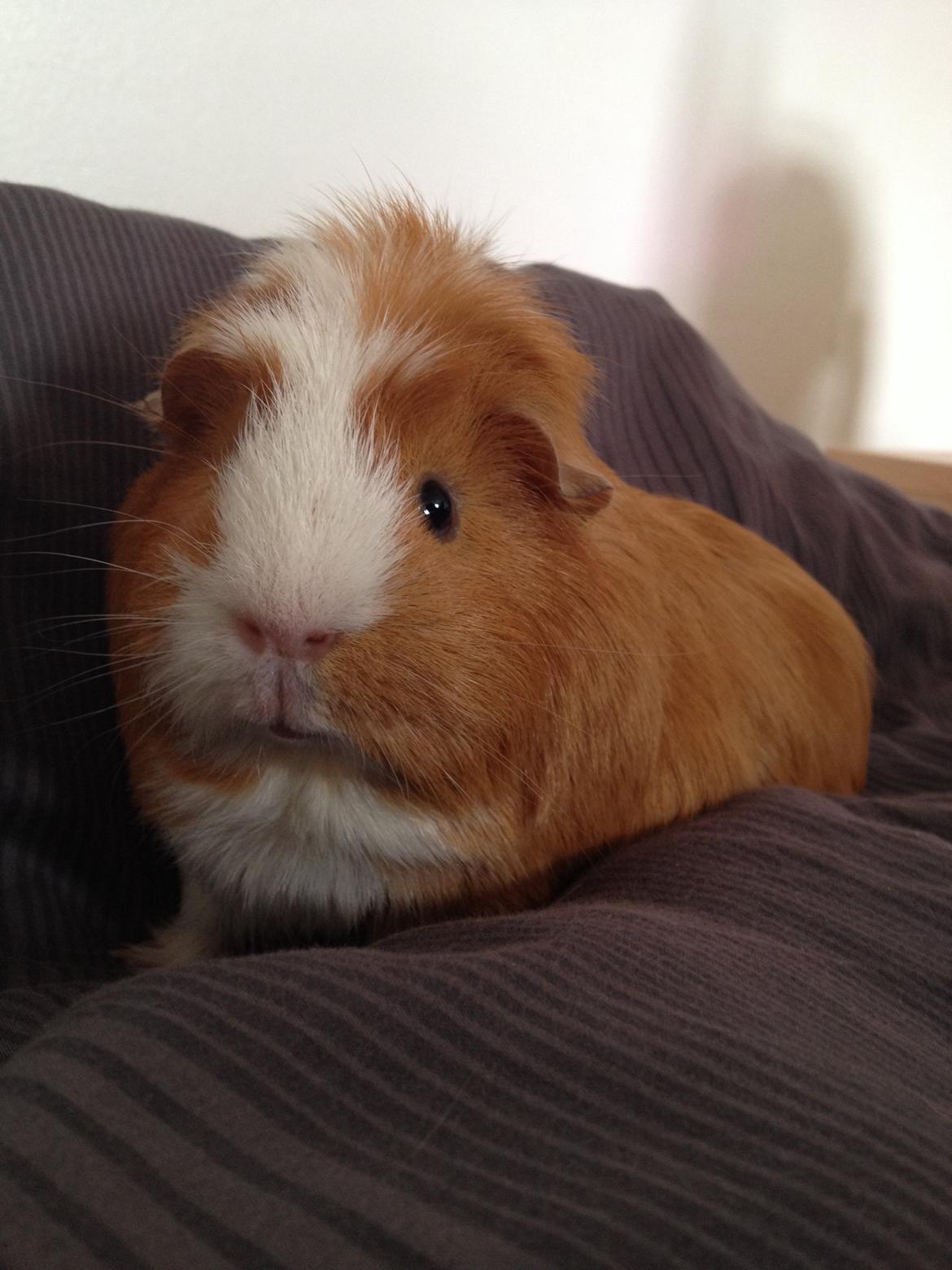 Marsvin Asterix billede 6