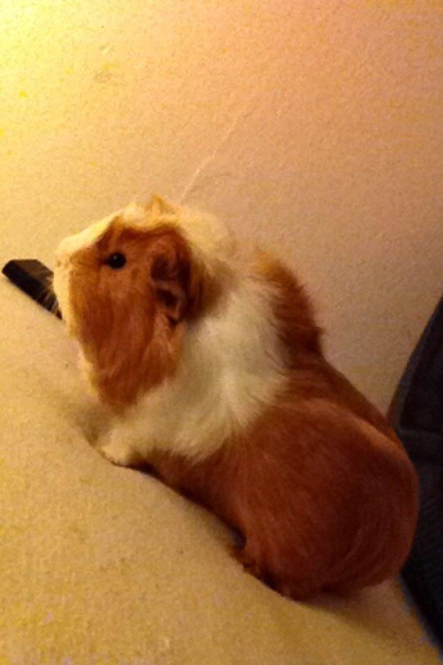 Marsvin Asterix billede 9