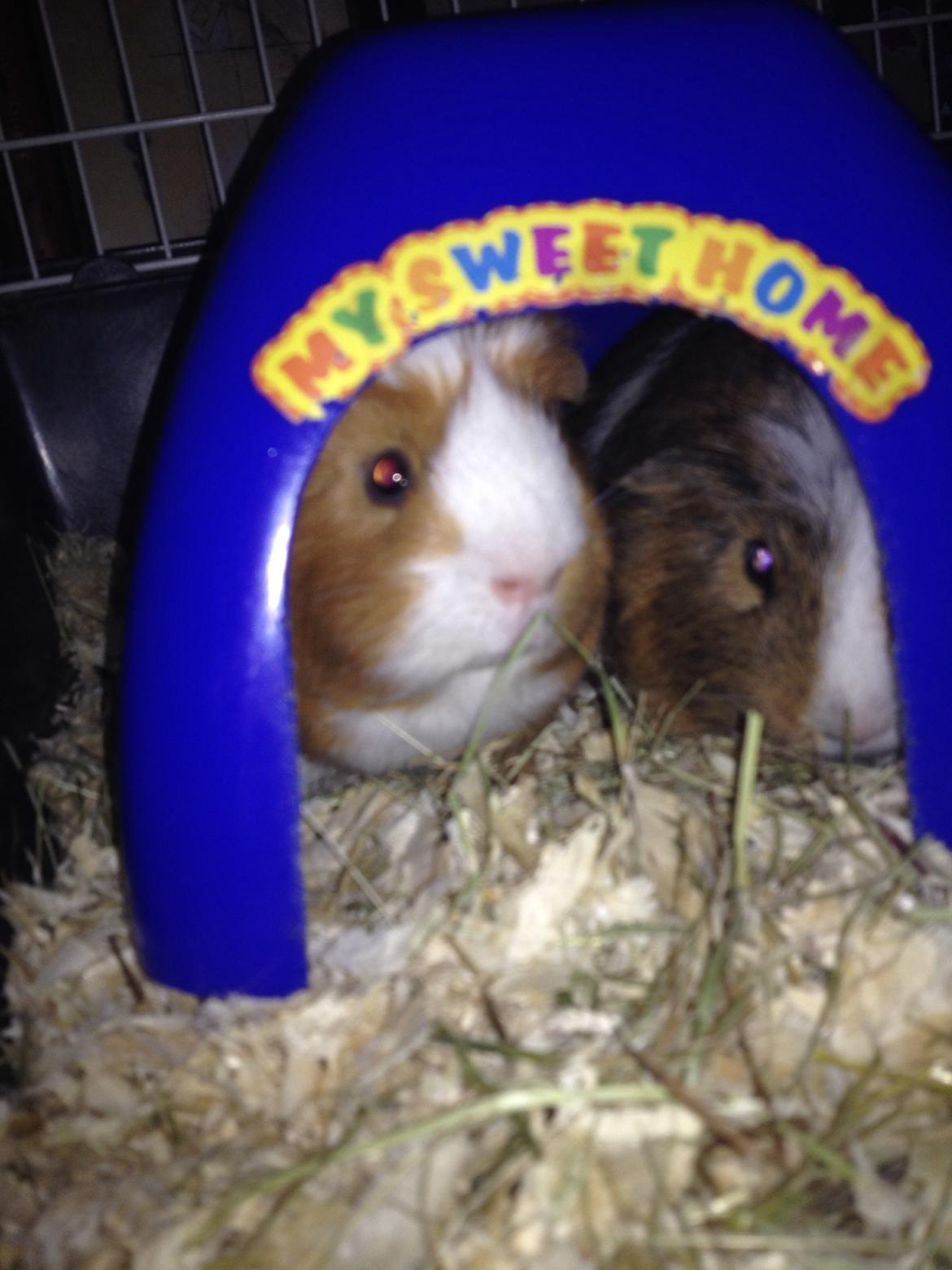 Marsvin Asterix billede 10