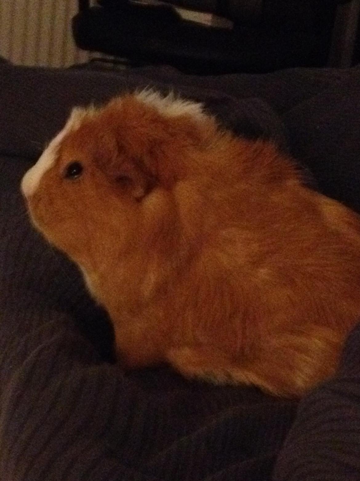 Marsvin Asterix billede 13